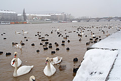 060312 Prague Winter - Photo 0011