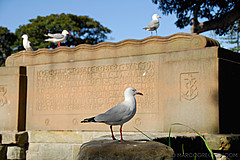 070131 Sydney 2007 - Photo 0265