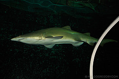 070131 Sydney 2007 - Photo 0341