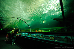 070131 Sydney 2007 - Photo 0345