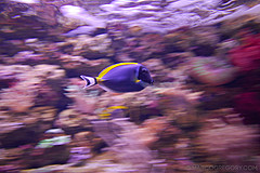 070131 Sydney 2007 - Photo 0350