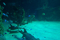 070131 Sydney 2007 - Photo 0352