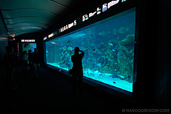 070131 Sydney 2007 - Photo 0353