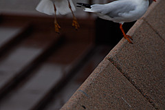 070131 Sydney 2007 - Photo 0520