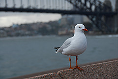 070131 Sydney 2007 - Photo 0523