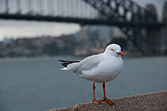 070131 Sydney 2007 - Photo 0525