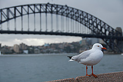070131 Sydney 2007 - Photo 0526