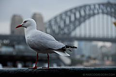 070131 Sydney 2007 - Photo 0555