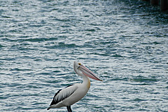 070226 Australia 2007 - Photo 0050