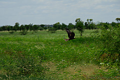 070226 Australia 2007 - Photo 0237