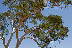 070226 Australia 2007 - Photo 0344