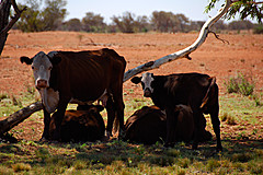 070226 Australia 2007 - Photo 0349