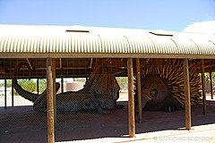 070226 Australia 2007 - Photo 0420