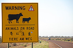 070226 Australia 2007 - Photo 0442