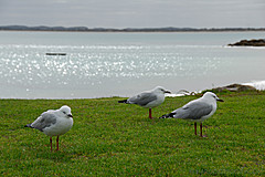 070226 Australia 2007 - Photo 0555