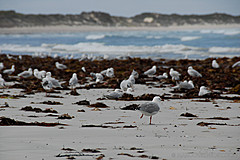 070226 Australia 2007 - Photo 0574