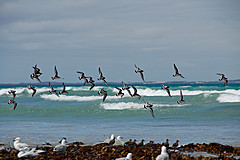 070226 Australia 2007 - Photo 0579