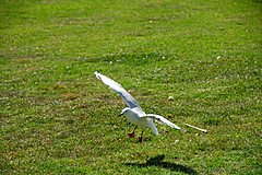 070226 Australia 2007 - Photo 0609