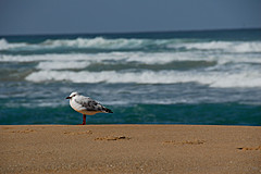 070226 Australia 2007 - Photo 0730