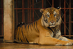 070626 Thailand 2007 - Photo 0219