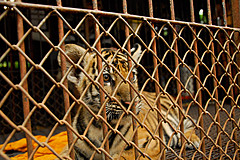 070626 Thailand 2007 - Photo 0224
