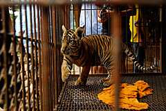 070626 Thailand 2007 - Photo 0225