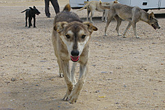100624 Cairo 2010 - Photo 0014