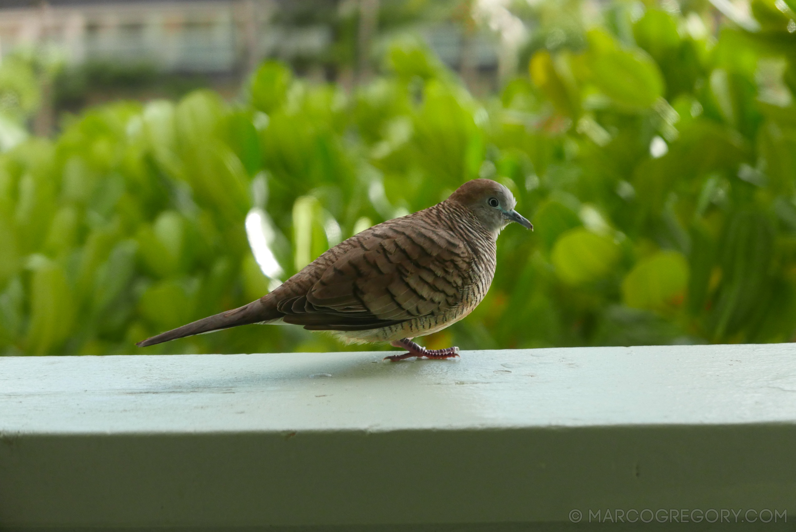 151006 Hawaii 2015 - Photo0159 of 852