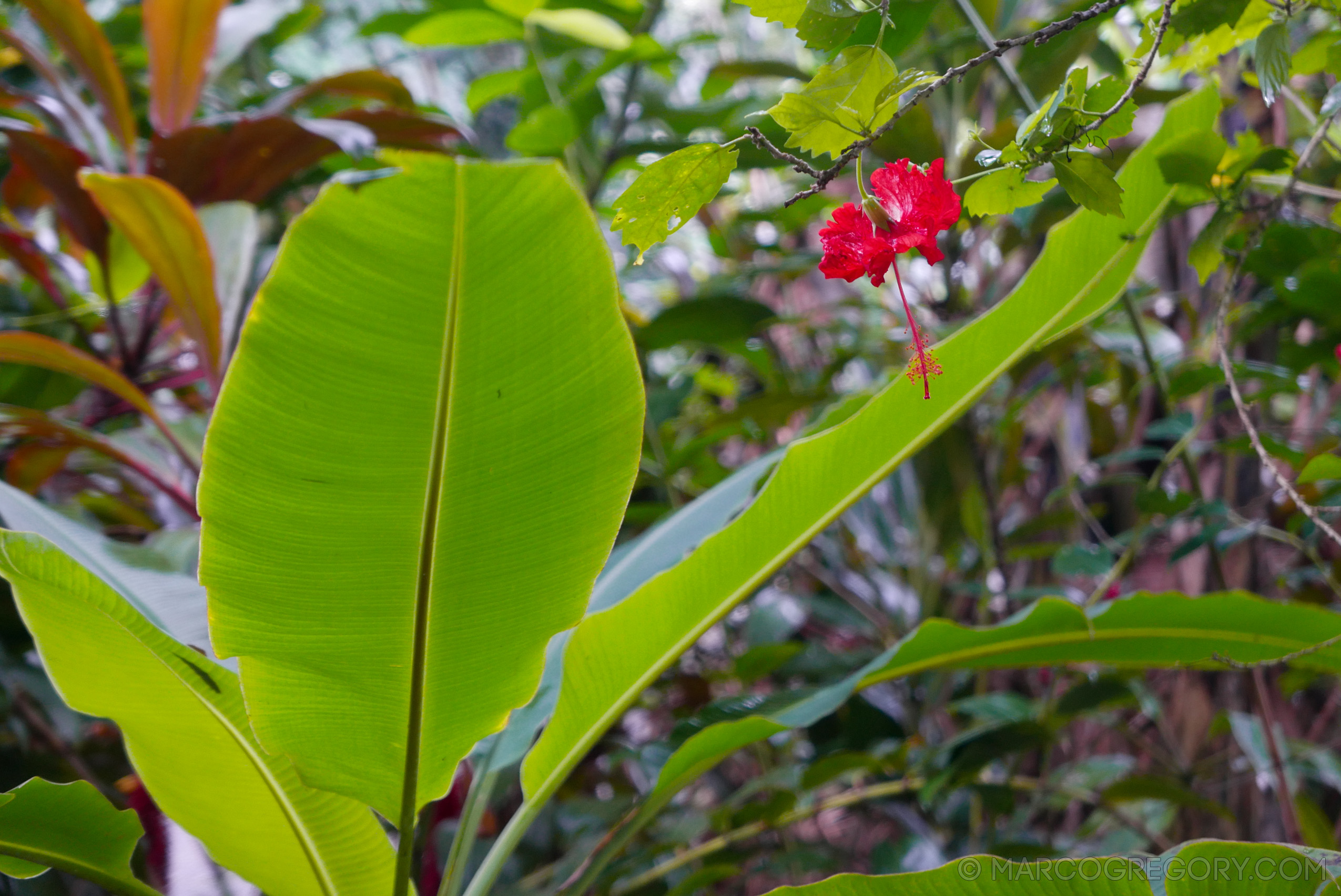 151006 Hawaii 2015 - Photo0338 of 852