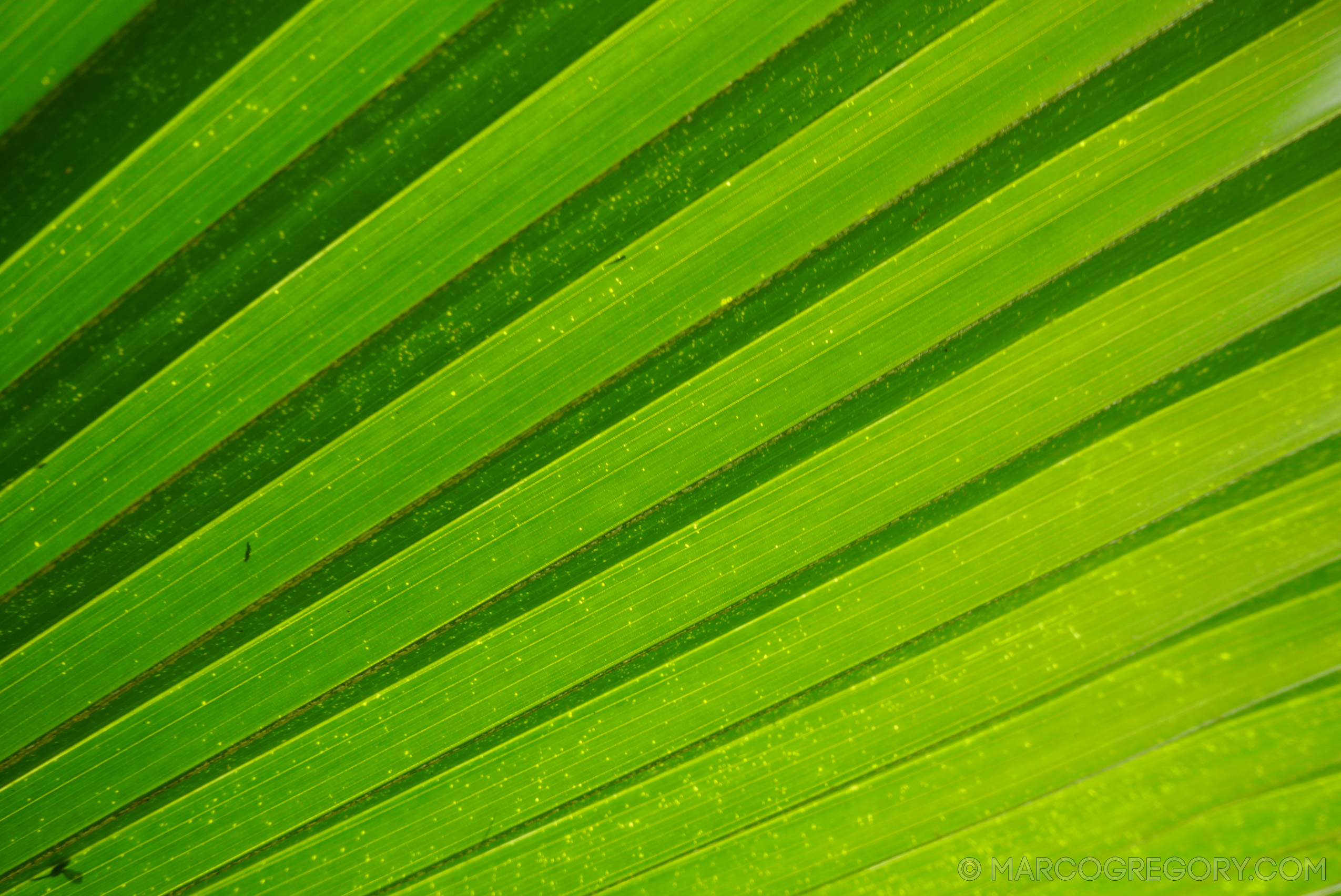 151006 Hawaii 2015 - Photo0346 of 852