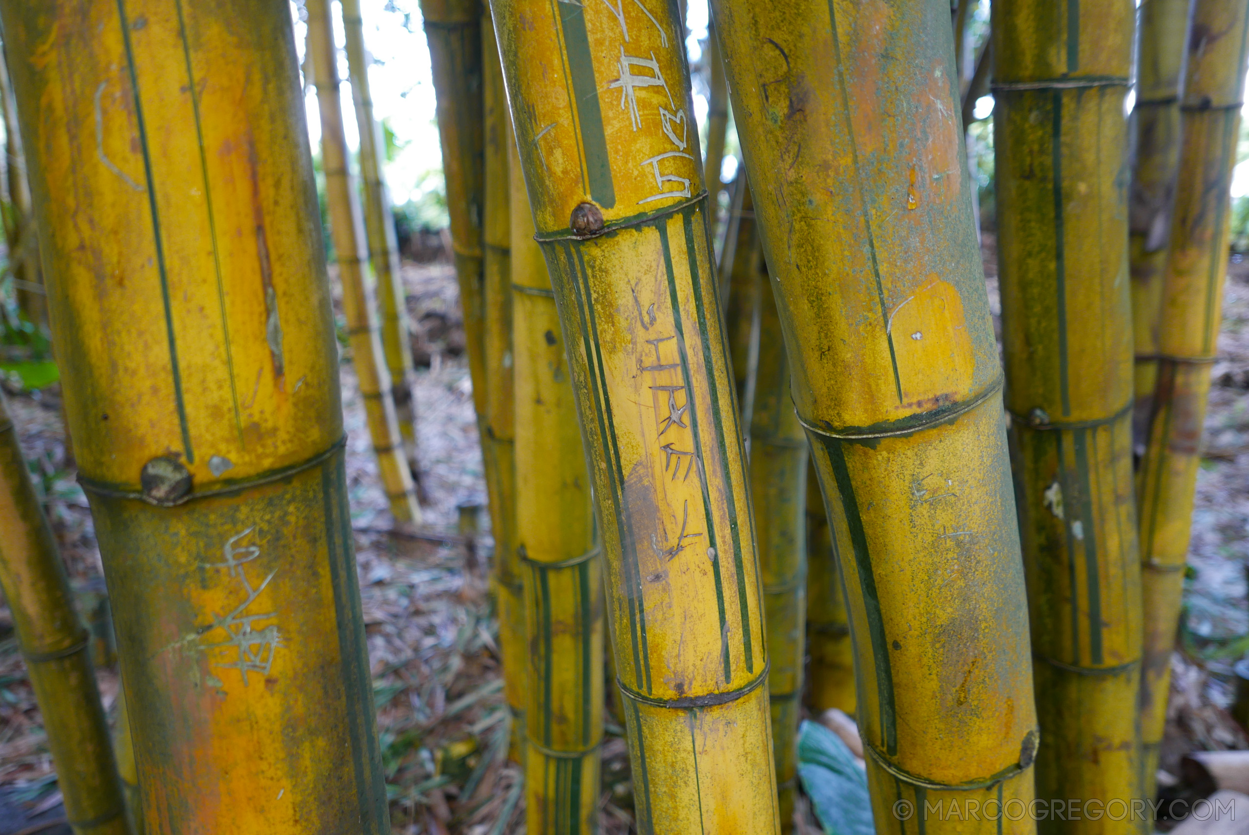 151006 Hawaii 2015 - Photo0347 of 852