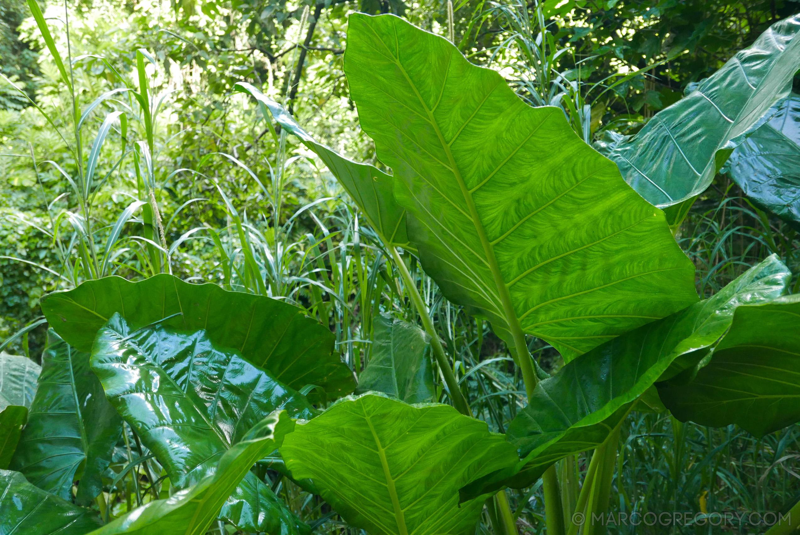 151006 Hawaii 2015 - Photo0413 of 852
