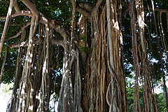 151006 Hawaii 2015 - Photo 0007