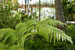 151006 Hawaii 2015 - Photo 0012
