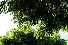 151006 Hawaii 2015 - Photo 0016