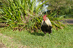 151006 Hawaii 2015 - Photo 0087