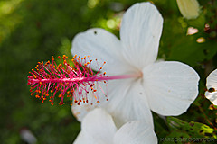 151006 Hawaii 2015 - Photo 0089