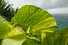 151006 Hawaii 2015 - Photo 0150