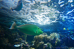 151006 Hawaii 2015 - Photo 0204