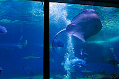 151006 Hawaii 2015 - Photo 0213