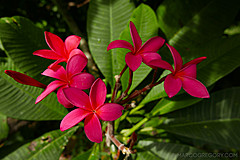 151006 Hawaii 2015 - Photo 0231