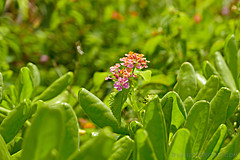 151006 Hawaii 2015 - Photo 0262
