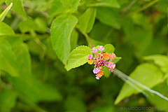 151006 Hawaii 2015 - Photo 0263