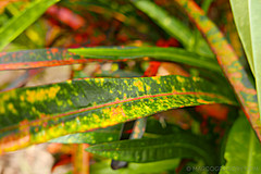 151006 Hawaii 2015 - Photo 0271