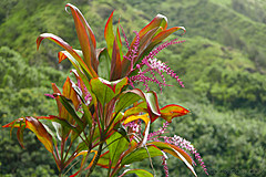 151006 Hawaii 2015 - Photo 0283