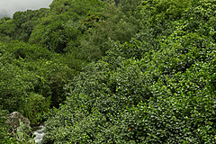 151006 Hawaii 2015 - Photo 0287