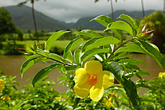 151006 Hawaii 2015 - Photo 0309