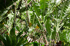 151006 Hawaii 2015 - Photo 0334