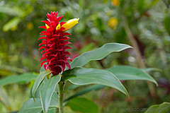 151006 Hawaii 2015 - Photo 0336