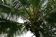 151006 Hawaii 2015 - Photo 0337